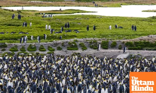 Rare and remarkable: 10 animals you might never see again