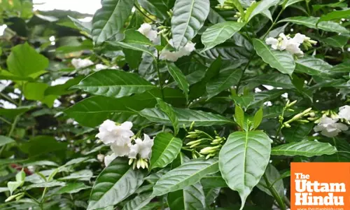 secret to more Mogra blooms: use this household item to improve flowering
