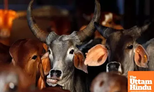 Government Issues Controversial Order to Shoot Cow Smugglers on Spot