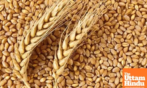 Rabi crop sowing in current season crosses 661 lakh hectares