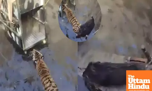 Tiger falls into a well in Seoni, Madhya Pradesh, Forest Department rescues it