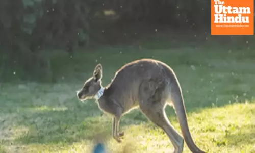 Australian researchers produce first kangaroo embryos through IVF