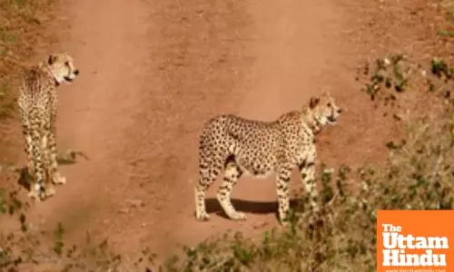 ‘Kuno cheetahs to soon roam in Rajasthan via proposed wildlife corridor’