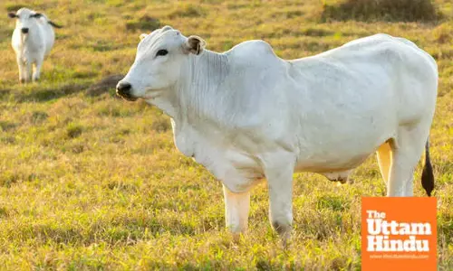 Nellore Breed Cow Viatina-19 Sets World Record with Rs 40 Crore Auction Sale