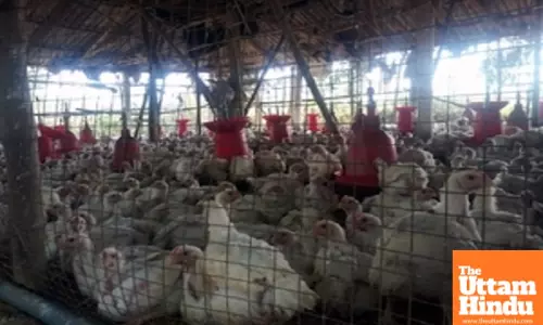 New York live poultry markets shut down for five days to rein in bird flu