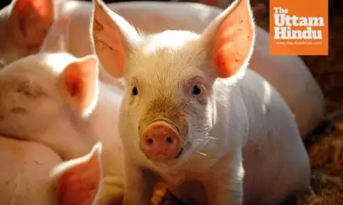 Doctors Perform Pig Kidney Transplant on Human – Shocking Outcome!
