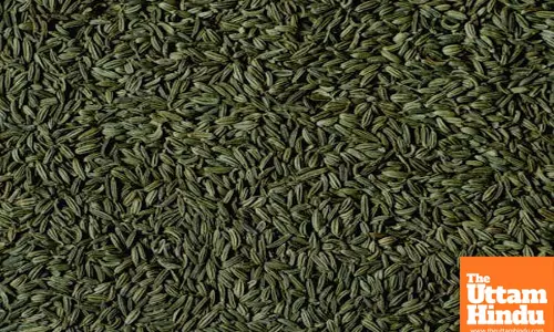 5 surprising health benefits of chewing fennel after meals