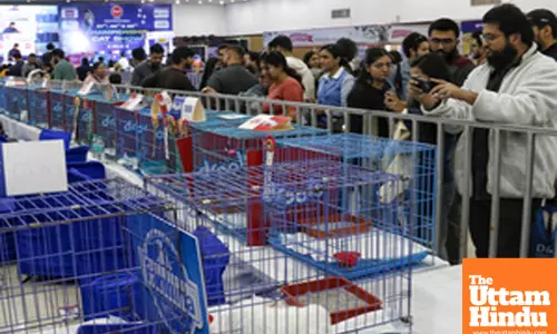 Championship Cat Show attracts feline enthusiasts