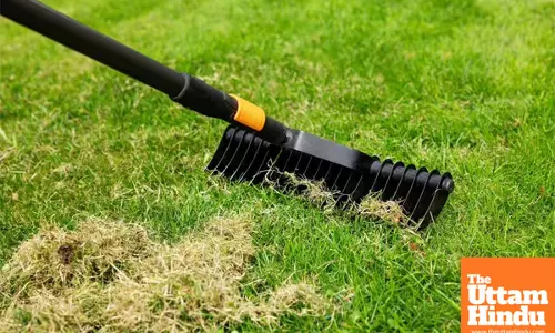 Lawn care warning: this common mistake could kill your grass and lead to a moss invasion