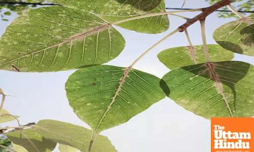 Divine remedies: unlocking the medicinal secrets of lord vishnus sacred tree