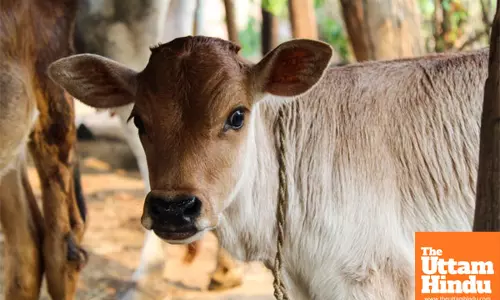 Cow Welfare alert: avoid feeding these 5 harmful items