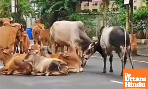 Vadodara Municipal Corporation deploys 18 teams to address stray cattle menace