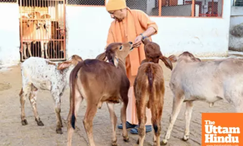 Uttar Pradesh Chief Minister Yogi Adityanath performs gau seva in the Shri Gorakhnath Temple premises