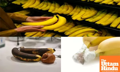 The secret to keeping bananas yellow for 15 days