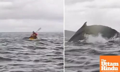 Kayak vs Humpback: Heart-Stopping Video Shows Whales Surprise Attack
