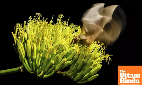 Arizona adds endangered bat to its list of night-flying creatures