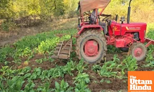 Poppy crop worth Rs 125 crore destroyed in four Jharkhand districts, 86 arrested