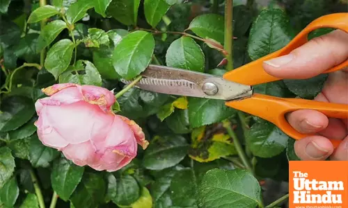 Get ready for stunning blooms: The ‘most important Job’ for your roses this season