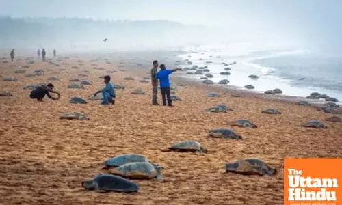 TN to form Marine Elite Force to protect Olive Ridley turtles