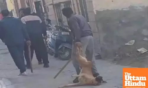 Brutality Unleashed: Helpless Animal Beaten to Death, Body Dragged Through Streets