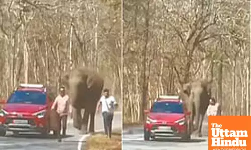 Tourists escape unhurt as Wild Elephant charges moving car in Kerala
