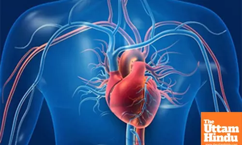 Heart has ‘sweet taste’ receptors, can sense artificial sweeteners: Study