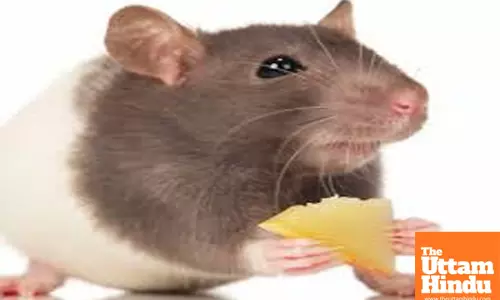 Woman’s life cut short in shocking attempt to escape Rats