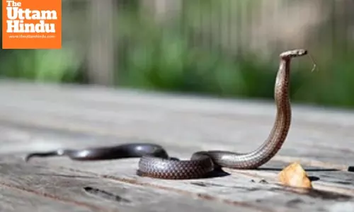 Warning issued over surge in snake bites in northeast Australia