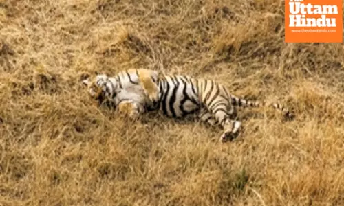 Karnataka Minister orders enquiry into tiger’s mysterious death in Shivamogga
