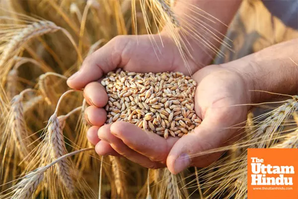 Big Update for Punjab Ration Card Holders: Major Changes Coming Next Week! Big Update for Punjab Ration Card Holders: Major Changes Coming Next Week!