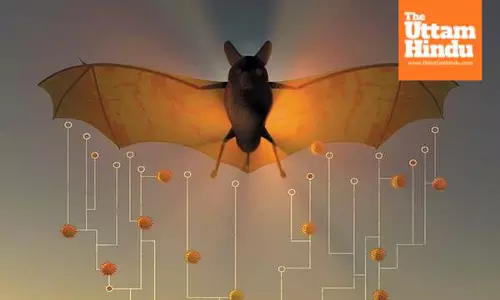 China Discovers New Bat Coronavirus with Potential Animal-to-Human Transmission