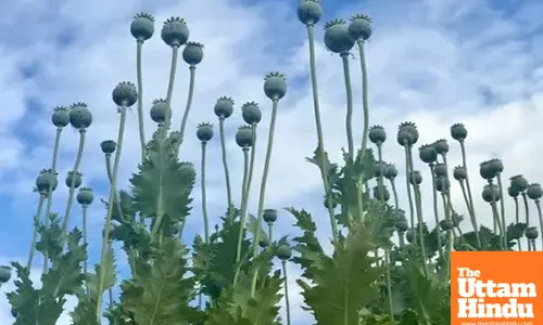 Over 19,000 Acres of Land in Jharkhand Used for illegal Poppy Farming