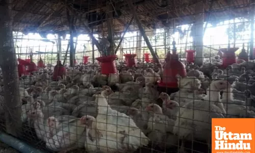 No One is Safe? Bird Flu Outbreak Sparks Fears of Human Transmission in this State
