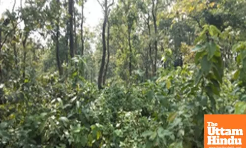 CAG Reveals Misappropriation of Forest Funds for Non-Essential Purchases in Uttarakhand