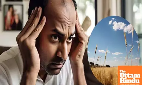 Maharashtra District Reports Sudden Hair Loss! Wheat from Punjab-Haryana Under Scrutiny