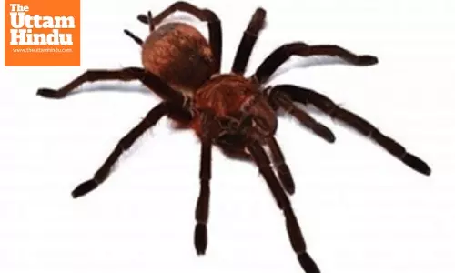 Australians asked to collect, donate dangerous spiders for antivenom programme