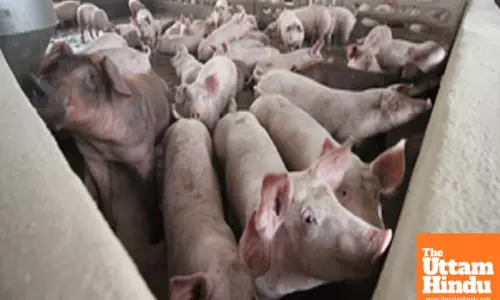 Laos warns of African swine fever outbreak