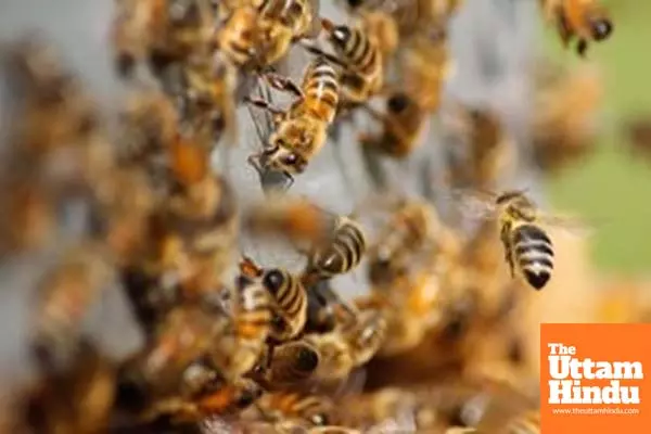 One died in bee attack in MPs Shahdol