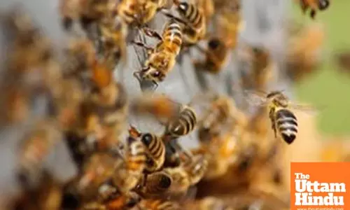 One died in bee attack in MPs Shahdol