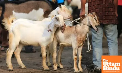 No Sacrifice This Eid-ul-Azha Celebration: Discover Why an Islamic Country Is Making This Request