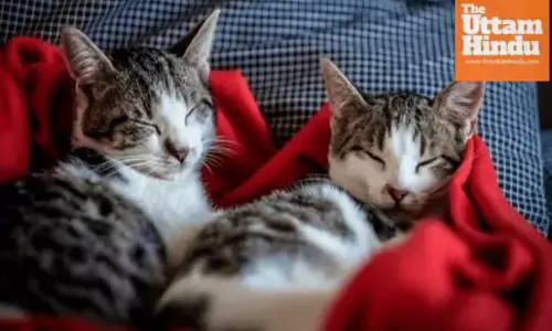 First-Ever Bird Flu Case in Pet Cats Sparks Ban on Chicken, Mutton & Eggs