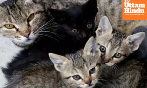 H5N1 in cats: Chhindwara on high alert, normalcy expected after March 4