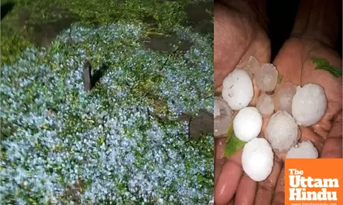 Hailstorms and Heavy Rain Devastate Crops in Rewari, Leaving Farmers in Despair