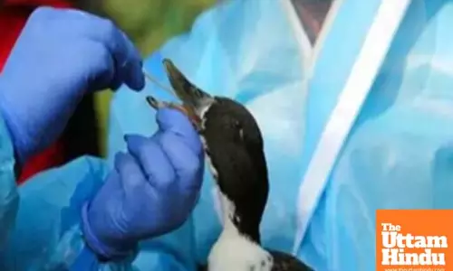 Bird flu confirmed in Bihars Jehanabad after crow deaths, authorities on high alert