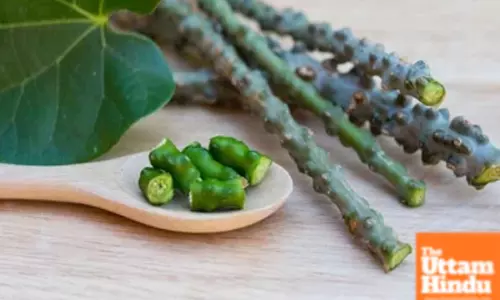 Global research on Giloy surges over 375 pc in last 10 years: Ayush Ministry