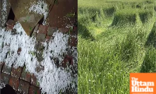 Farmers in Charkhi Dadri Worried After Nature’s Fury Destroys Crops