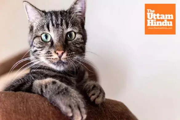 Woman Sleeps with Dead Cat, Takes Shocking Step After Its Death Woman Sleeps with Dead Cat, Takes Shocking Step After Its Death