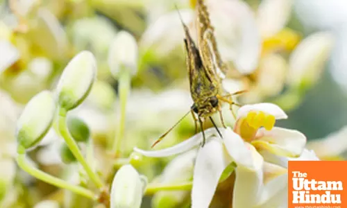 Butterfly welcomes spring