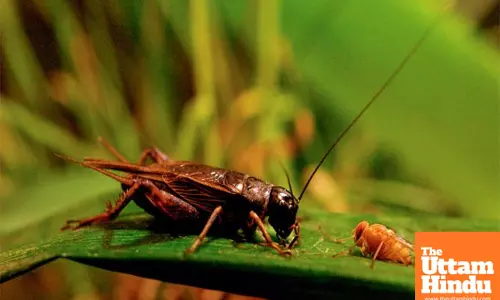 Hawaiian Crickets Alter Chirps to Escape Parasitic Flies but Face New Threats
