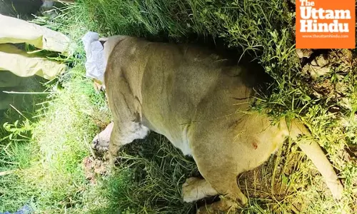 Unbelievable! Lioness Attacks and Kills Farmer, Villagers Forced to Use JCB!
